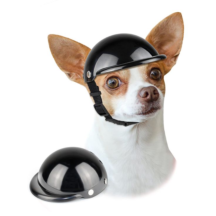 Pet Helmet