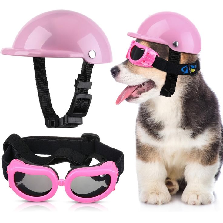 motorcycle helmets for dogs